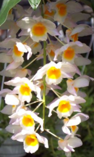 Dendrobium farmeri (6)