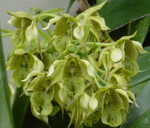 Dendrobium macrophyllum (5)