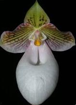 Paphiopedilum micranthum var. eburneum