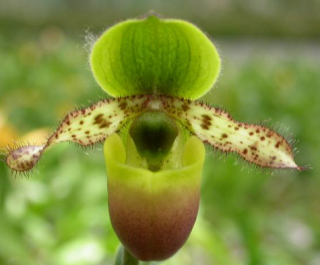 Paphiopedilum primulinum var. purpurescens