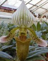 Paphiopedilum schoseri