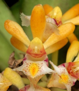 Gastrochilus obliquus (6)