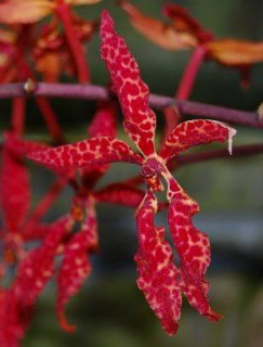 Renanthera bella