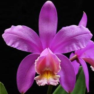 Cattleya harrisoniae