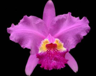 Cattleya lueddemanniana