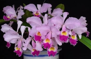 Cattleya trianae