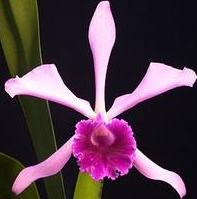 Cattleya x silvana = Cattleya warneri x Laelia grandis