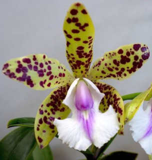 Cattleya (Endless Summer x Thospol Spot) YNS Green Leopard