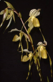 Paphiopedilum kolopakingii