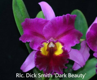 Rhyncholaeliocattleya Dick Smith Dark Beauty (9)