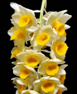 Dendrobium guibertii (9)