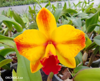 Sophrolaeliocattleya Ayrton Senna Estoril