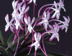 Neofinetia falcata - navázána