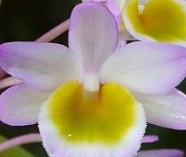 Dendrobium crepidatum - navázaná538