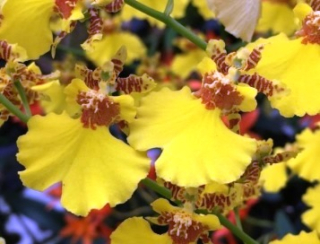 Oncidium Sweet Sugar CT Wide