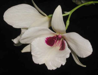 Dendrobium albosanguineum