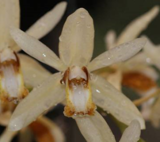 Coelogyne trinervis