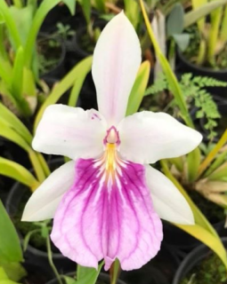 Miltonia spectabilis (Miltonia bicolor)