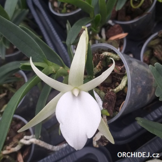 Angraecum didieri