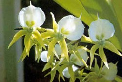 Angraecum eburneum