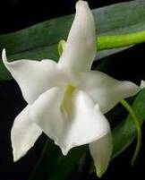 Angraecum magdalenae 