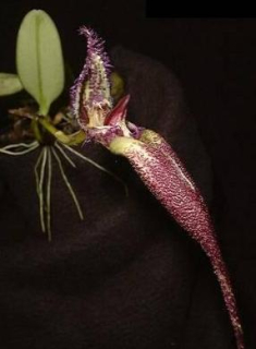 Bulbophyllum fascinator  