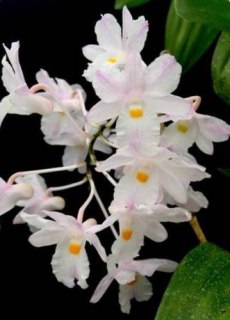 Dendrobium mutabile