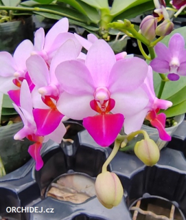 Phalaenopsis Lius Cute Angel