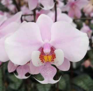 Phalaenopsis schilleriana ´MSH´