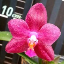 Phalaenopsis Ember