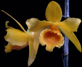 Dendrobium henryi