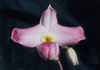 Paphiopedilum vietnamense