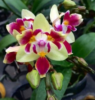 Phalaenopsis Sogo Gotris ES