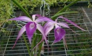 Brassavola Amethyst