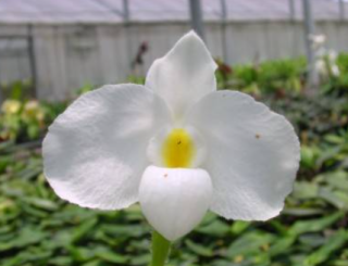 Paphiopedilum delenatii var. alba