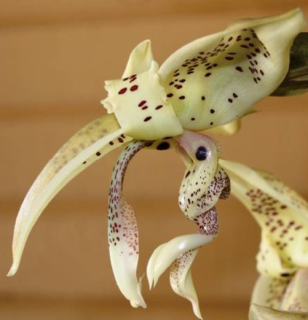 Stanhopea costaricensis