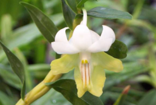 Dendrobium ellipsophyllum