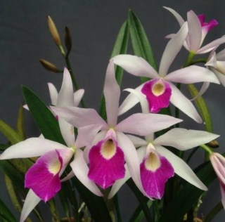 Brassolaeliocattleya Chian Tzy Anierina Little Jolie