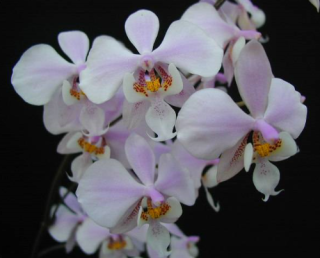 Phalaenopsis schilleriana Silver Leaf