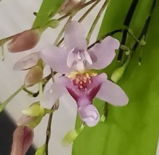 Oncidium Tsiku Marguerite CT Yearning