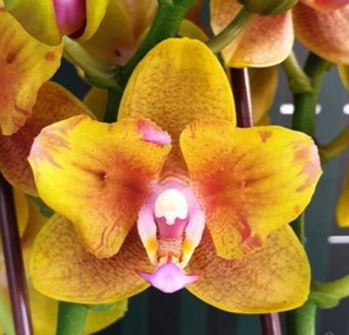 Phalaenopsis Lioulin Orange Peloric 2 Eyes