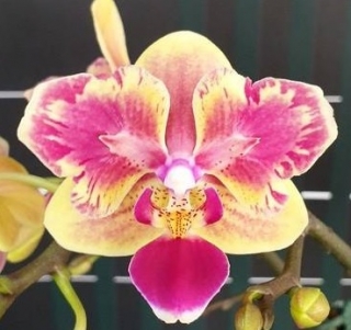 Phalaenopsis Sogo Yellow Tris Peloric