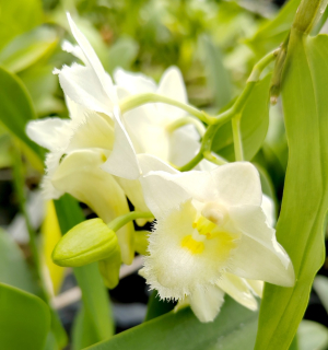 Dendrobium auriculatum x roslii