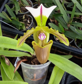 Paphiopedilum spicerianum