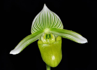 Paphiopedilum hennisianum var. album