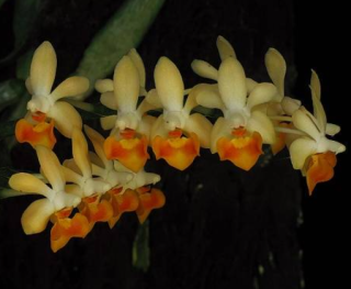 Phalaenopsis malipoense Orange