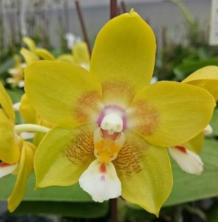 Phalaenopsis Chiada Sherry