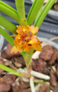 Luisia zollingeri x Vanda garayi