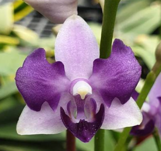 Phalaenopsis Tzu Chiang Sapphire 3 Lip