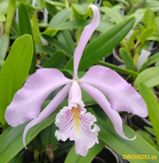 Cattleya deckeri Tipo